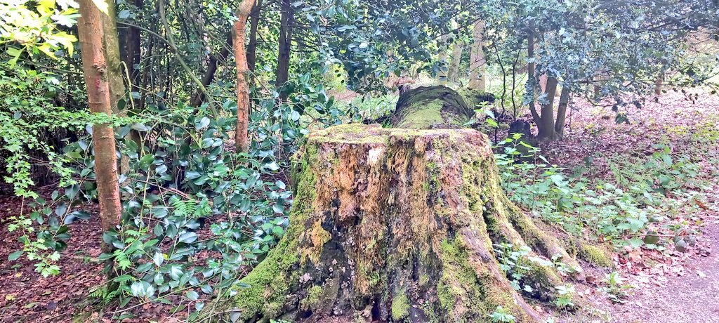 VodkaGothBitch's tweet photo. It's felt like summer today its been warm so been for a walk with inlaws💚🌳💠 #ownpics https://t.co/IptMS825hm