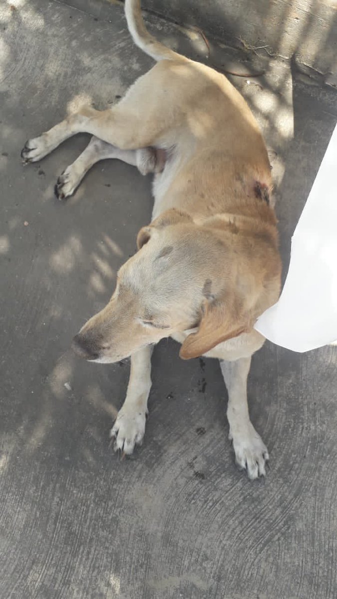 Sigue en los Aviadores de Palo Negro, MarAcay. Sin atención veterinaria. Nadie se ha dignado hacer. Solo reportan . Necesita atención veterinaria urgente . El M.V que haría el domicilio cobra por su trabajo. Qué pasa con la humanidad ?