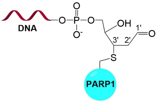 BiochemistryACS's tweet photo. PARP1 reacts with damaged DNA to help activate DNA repair. Previous proposals suggested an amine initiated this reaction, but new results from Wei and Yang suggest Cys is the nucleophile.
https://t.co/HLvgrPKnGD
@UTAustin
#Michaeladdition
#dnadamage
#mechanism https://t.co/F3hqMKzN7n