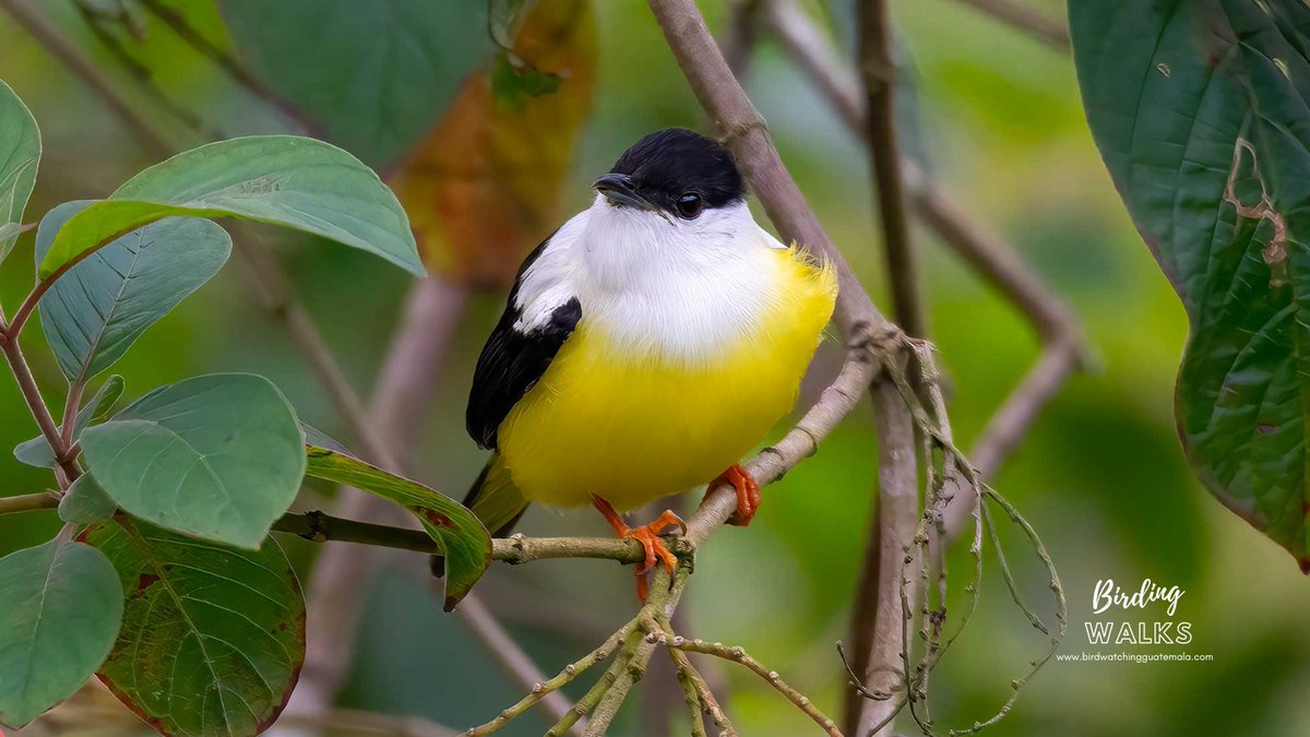 birdinguatemala's tweet photo. White-collared Manakin (Manacus candei)
Can't get enough of the White-collared Manakin! This bird's range extends from southeast Mexico to westernmost Panama and is stunning. We found this specimen during our #Guatemala Lowlands #BirdingWalk. https://t.co/GH7yEU371A