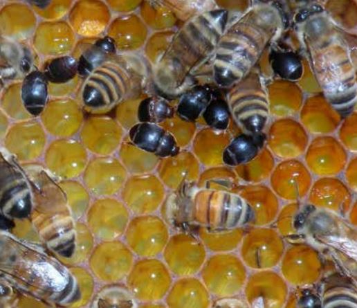 Test your knowledge of Small Hive beetle (Aethina tumida) here forms.office.com/e/LpP3iAxNup