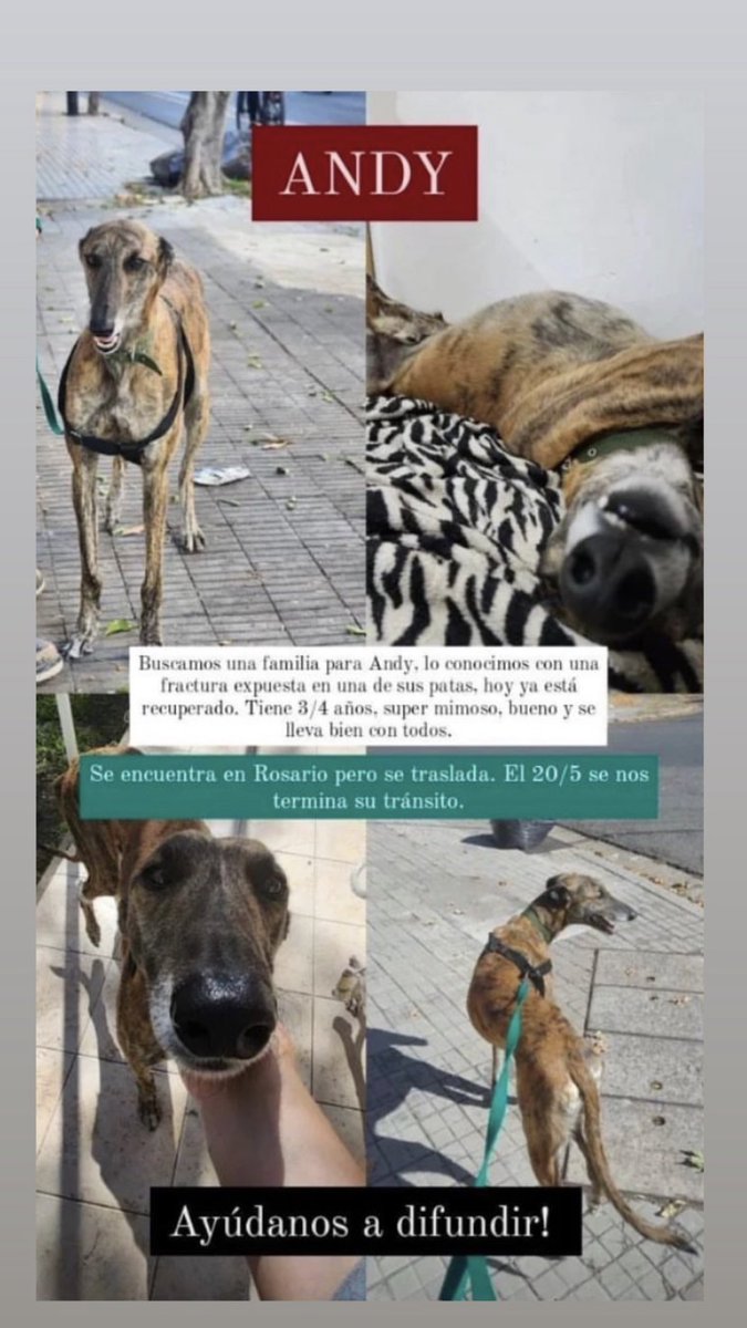 b_pauuuu's tweet photo. ¡Ayudá a Andy a encontrar un hogar! 🐾🏡 https://t.co/3yBR5V5ObC