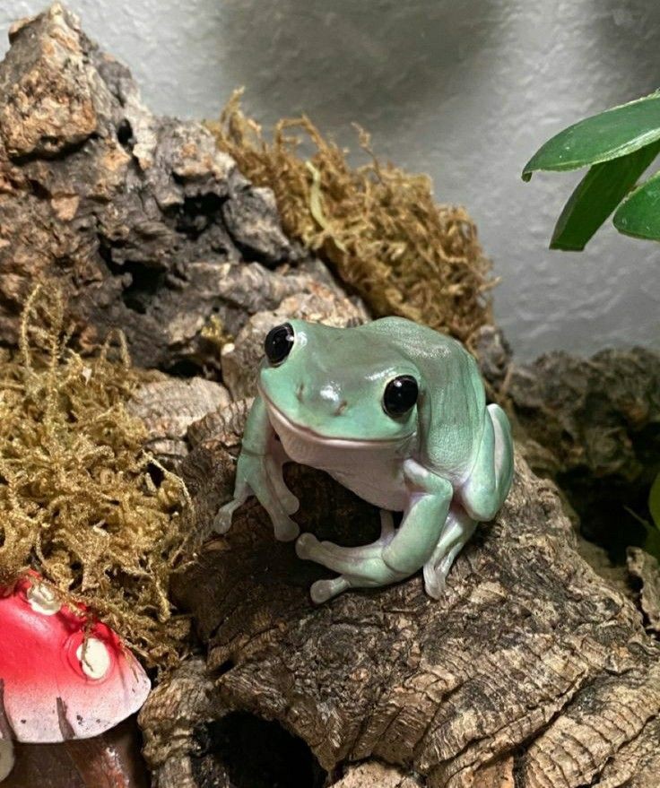 ‼️‼️ CURIOSIDADE DO DIA: 

Vocês sabiam que nos anos 70 às mulheres não levavam um teste de gravidez pro banheiro e sim um sapo??? Calma, calma.. brincadeiras fora parte, irei explicar direitinho esse fato curioso que era muito normal acontecer antigamente, estão prontos??