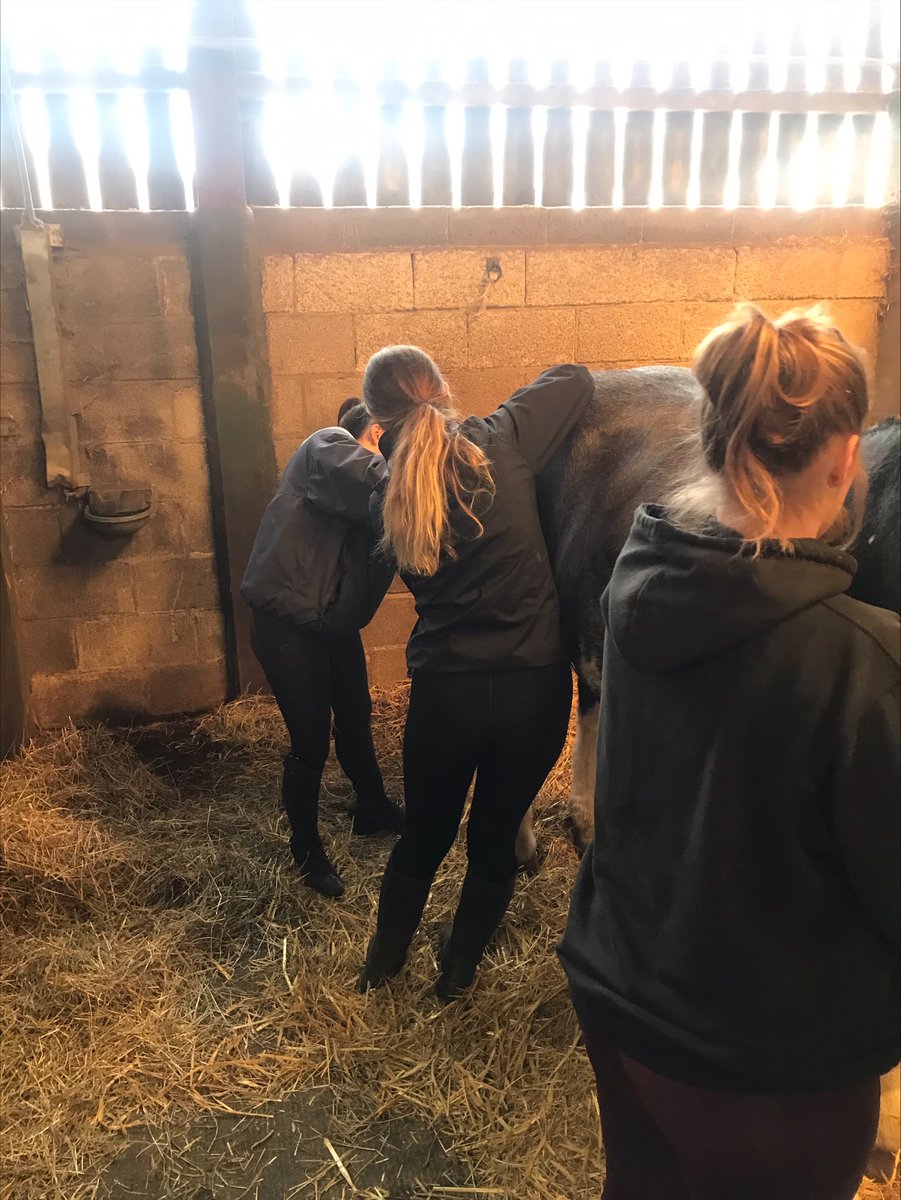 BishopBurton's tweet image. As part of #StranglesAwarenessWeek, our college-level Equine students got involved in a hands-on session where they learned more about the vital signs and symptoms of this highly-contagious respiratory disease.

@redwingsuk

#EquineHealth #SAW2023 #Strangles #Excellence