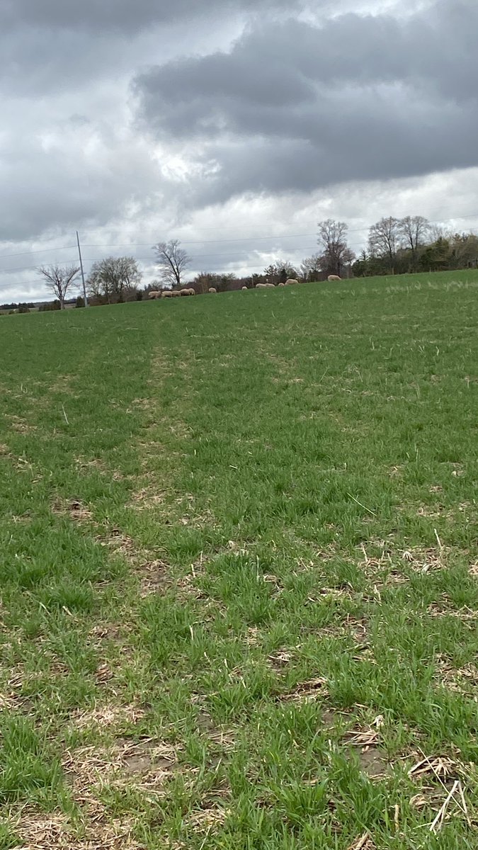 Wheat flown into standing beans, rams and open ewes enjoying it