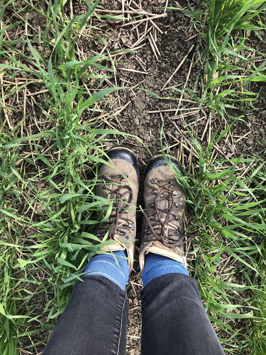 Kathrynstyan's tweet image. The walking boots are back on for the first time since February!!!! #wetspring