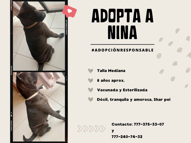 coriamh68's tweet photo. Adoptame, soy una  bonita sharpei adulta , mi ama falleció y vivo solita , necesito cariño y yo brindo amor y compañía 
Estoy en Cuernavaca, pero me llevan a donde estes 🙏 #adopta #adoptame #adopcion #adoptables https://t.co/hljv5fdpfQ