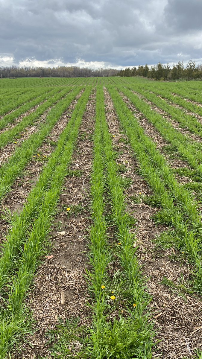 Cereal rye planted after Blake’s <a href="/100/">One Hundred</a> lbs.  will make balage and then corn