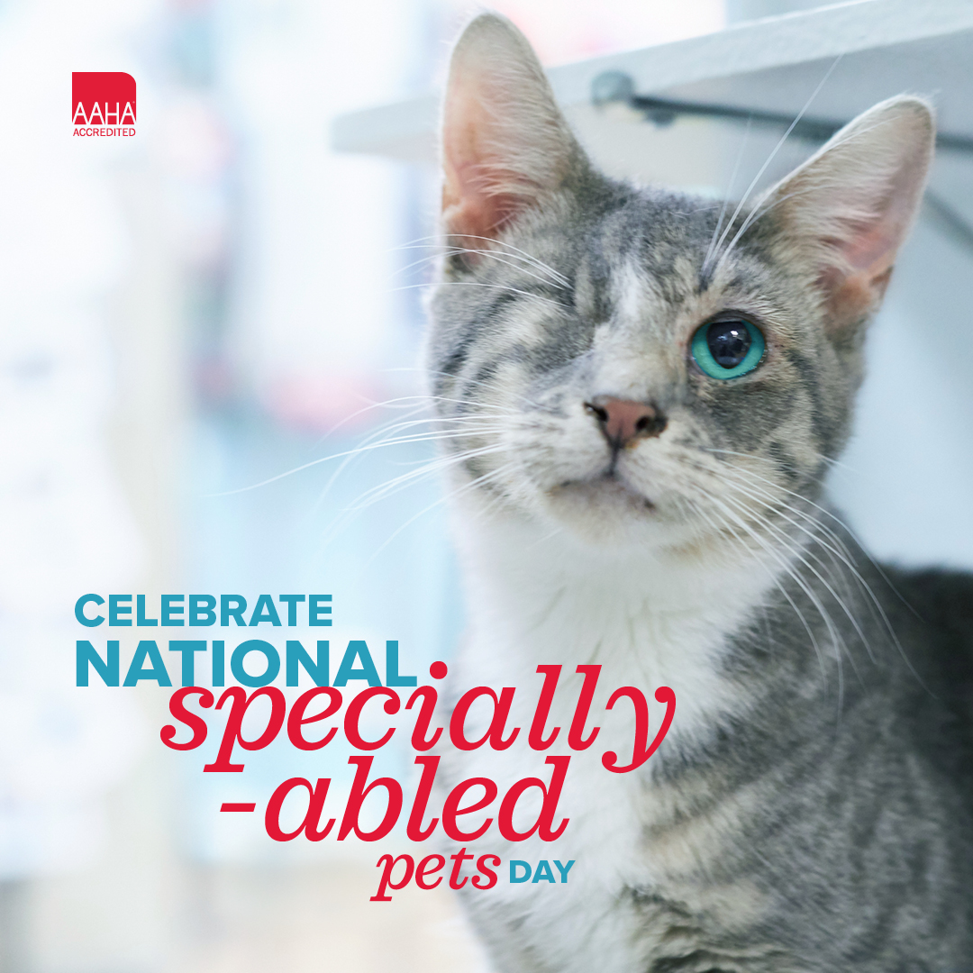 Today is National #SpeciallyabledPets Day, which shines a spotlight on the needs of #petswithdisabilities, and highlights disabled animals looking for a home. Wouldn't you want to bring one home?

#AnimalMedicalCenter #SurpriseAZ #veterinarian #cleartheshelters #adoptdontshop