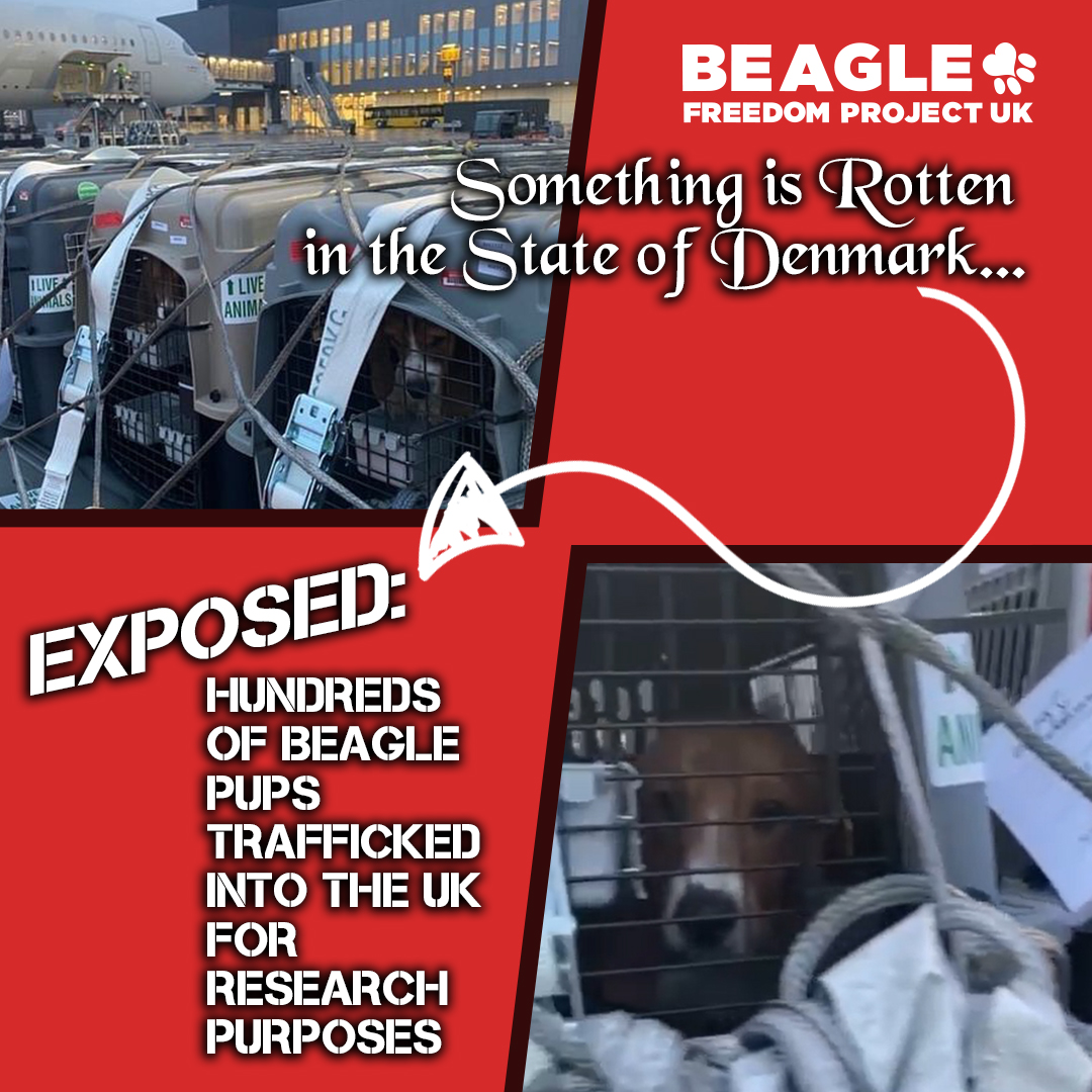 Today we are able to announce the results of an investigation conducted by BFP UK with our friends @thecampbeagle and <a href="/animadk/">Anima</a> article by <a href="/NadaFarhoud/">Nada Farhoud 🇱🇧🇬🇧 💚🌳🐾</a> mirror.co.uk/news/uk-news/u…