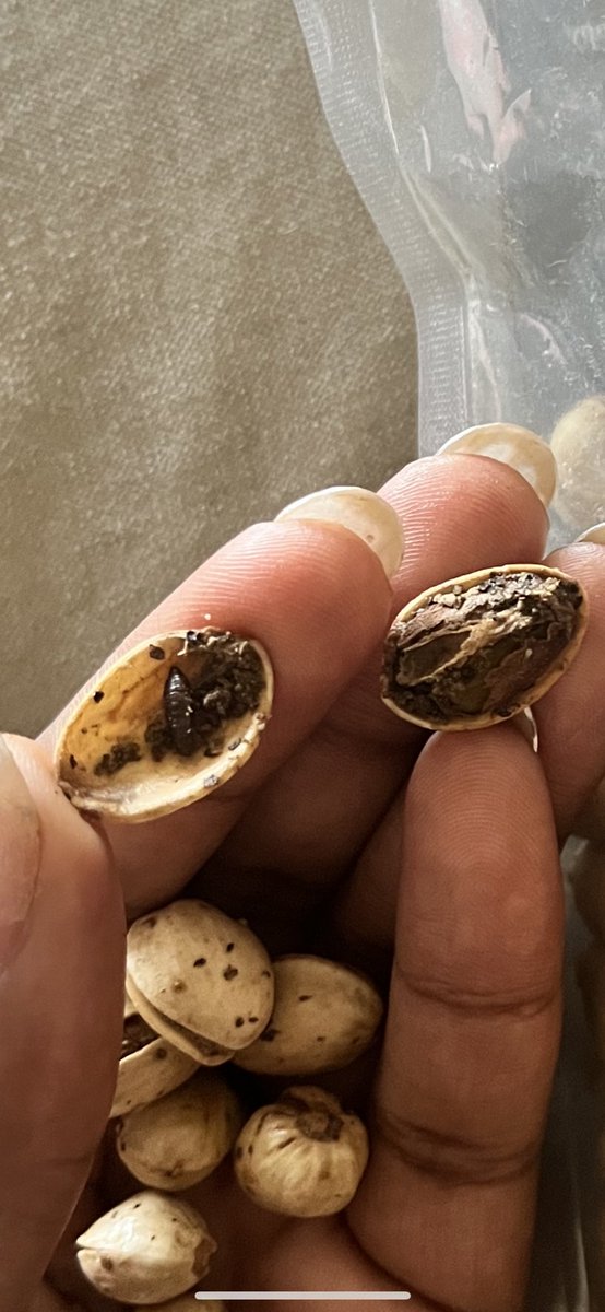 I’ve been eating on these pistachios and literally just cracked one open before putting it in my mouth and found a dead bug in it. 🤢🤮 @traderjoes it may be time for a recall