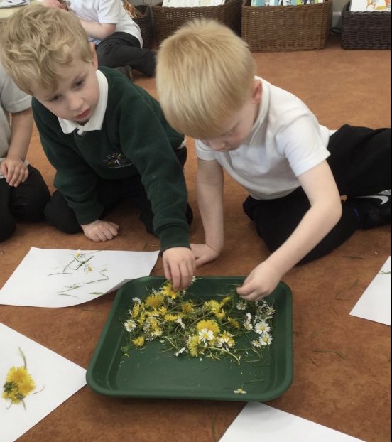 Meadowside Sunflowers Nursery tweet media