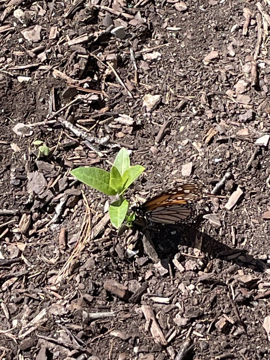 capetrich's tweet photo. Phelps Green Team, a month after spotting a Monarch on emerging milkweed, got to nature journal Monarch caterpillars today! ⁦@PhelpsCenter⁩ https://t.co/PD0XgnCyod