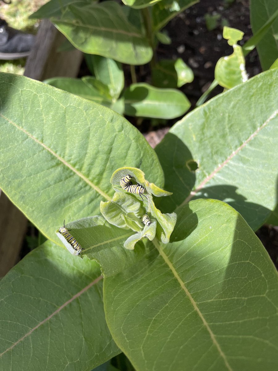 capetrich's tweet photo. Phelps Green Team, a month after spotting a Monarch on emerging milkweed, got to nature journal Monarch caterpillars today! ⁦@PhelpsCenter⁩ https://t.co/PD0XgnCyod