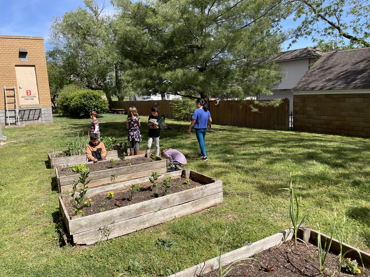 capetrich's tweet photo. Phelps Green Team, a month after spotting a Monarch on emerging milkweed, got to nature journal Monarch caterpillars today! ⁦@PhelpsCenter⁩ https://t.co/PD0XgnCyod
