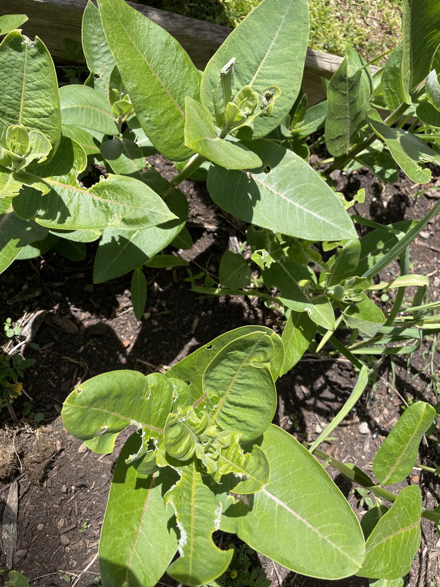 capetrich's tweet photo. Phelps Green Team, a month after spotting a Monarch on emerging milkweed, got to nature journal Monarch caterpillars today! ⁦@PhelpsCenter⁩ https://t.co/PD0XgnCyod