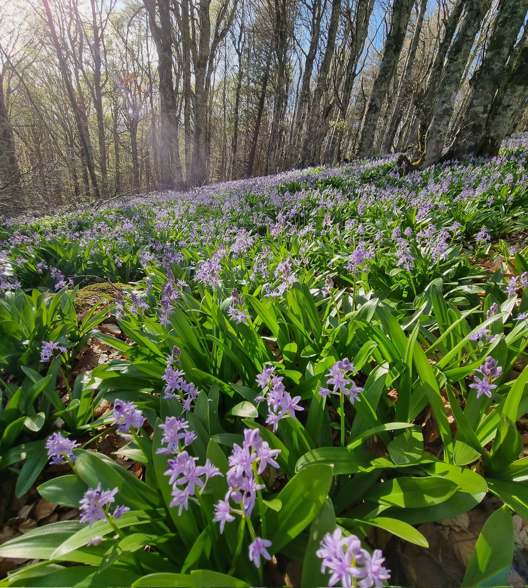 SylvieSB1's tweet photo. #Letempsdesfleurs
Les bois bleus de jacinthes 🤩🤩
#lacpavin
@auvergne https://t.co/V8ak3ouEaV