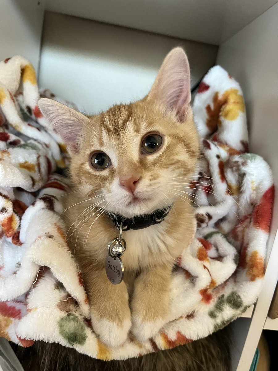 ToebeanBrigade's tweet photo. 🐾 The CoWorker Cubby is comfortable for all, the whole squad approves 🐾

#cats #CatsOfTwitter #CatsOnTwitter #CatsAreFamily https://t.co/WsVWVXjcrJ