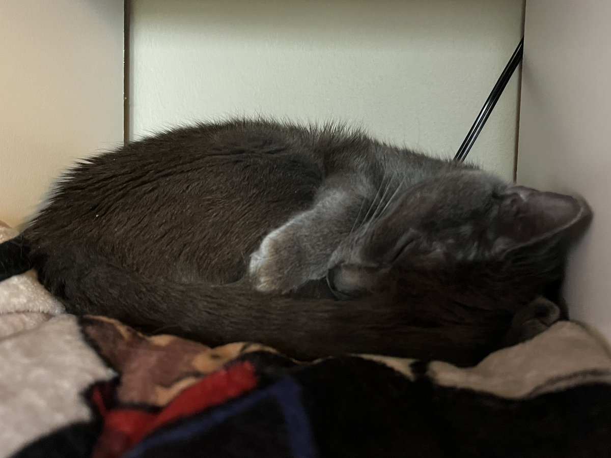 ToebeanBrigade's tweet photo. 🐾 The CoWorker Cubby is comfortable for all, the whole squad approves 🐾

#cats #CatsOfTwitter #CatsOnTwitter #CatsAreFamily https://t.co/WsVWVXjcrJ