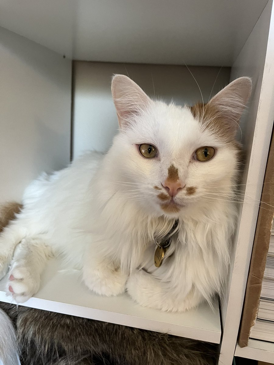 ToebeanBrigade's tweet photo. 🐾 The CoWorker Cubby is comfortable for all, the whole squad approves 🐾

#cats #CatsOfTwitter #CatsOnTwitter #CatsAreFamily https://t.co/WsVWVXjcrJ