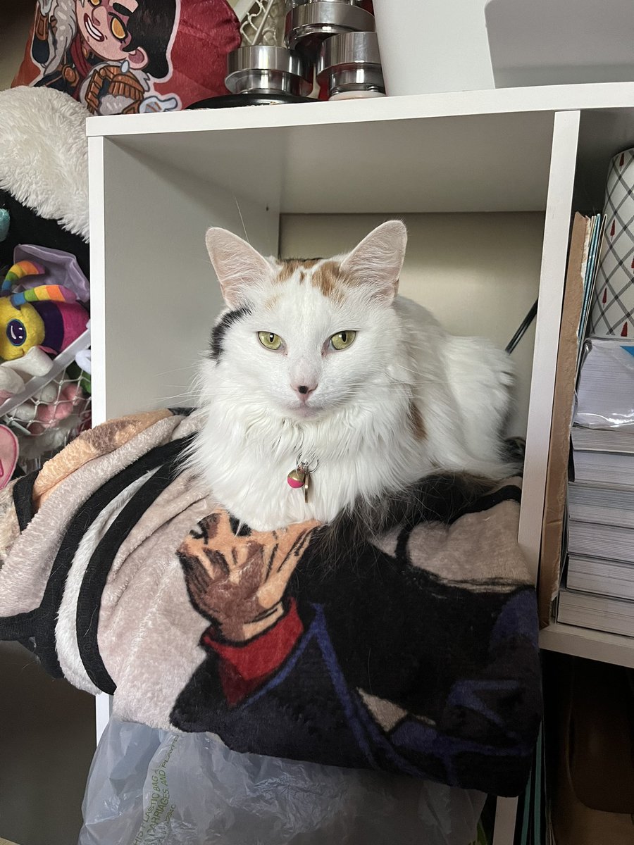 ToebeanBrigade's tweet photo. 🐾 The CoWorker Cubby is comfortable for all, the whole squad approves 🐾

#cats #CatsOfTwitter #CatsOnTwitter #CatsAreFamily https://t.co/WsVWVXjcrJ