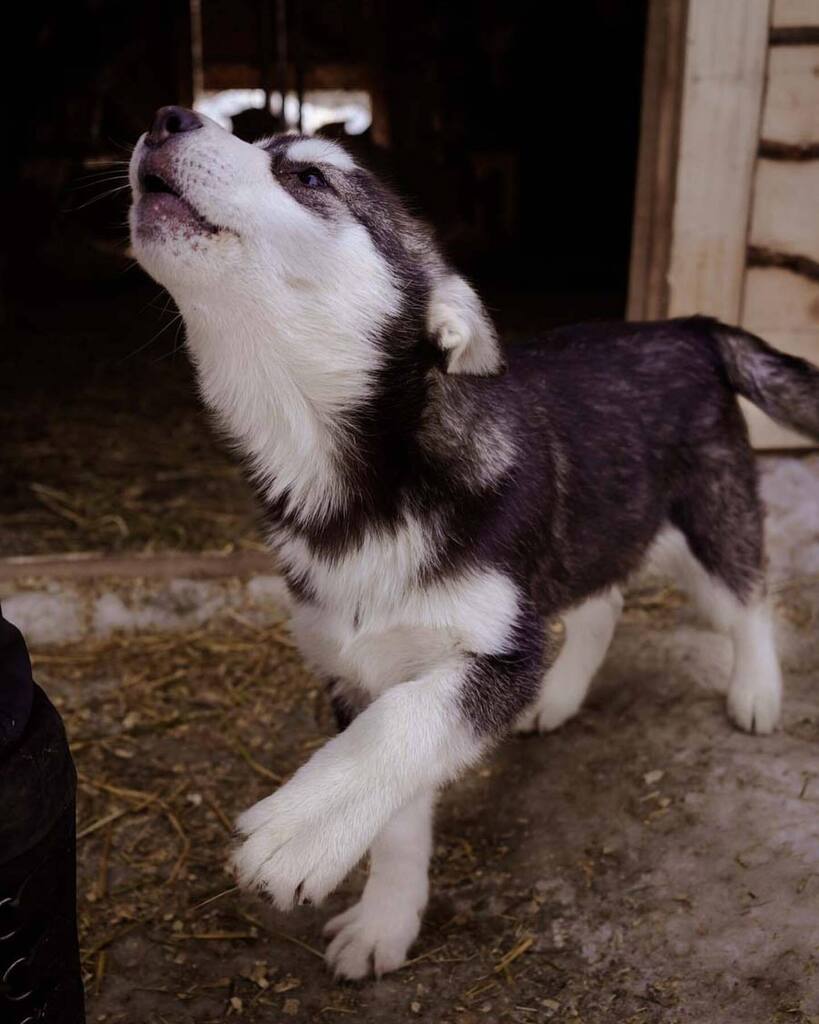 Dog sledding season may be over, but that doesn’t mean you can’t schedule a summer kennel tour and cuddle alllll the puppies🫶🐾 . . Follow along for more Fairbanks travel inspo @explorefairbanks . . 📸 @moods.by.mickee . . #explorefairbanks #fairbank… instagr.am/p/Cry4pYtyJpG/