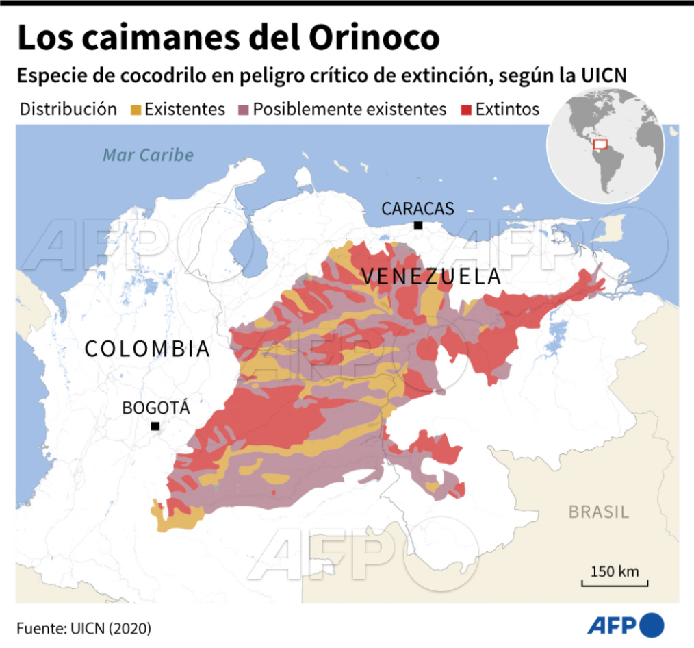 Distribución del caimán del Orinoco, especie en peligro crítico de extinción según la Unión Internacional para la Conservación de la Naturaleza (UICN).

INFOGRAFÍA de <a href="/Saltapunctum/">Tatiana Magariños Requena</a> y Gustavo Izus / #AFP <a href="/AFPespanol/">Agence France-Presse</a>