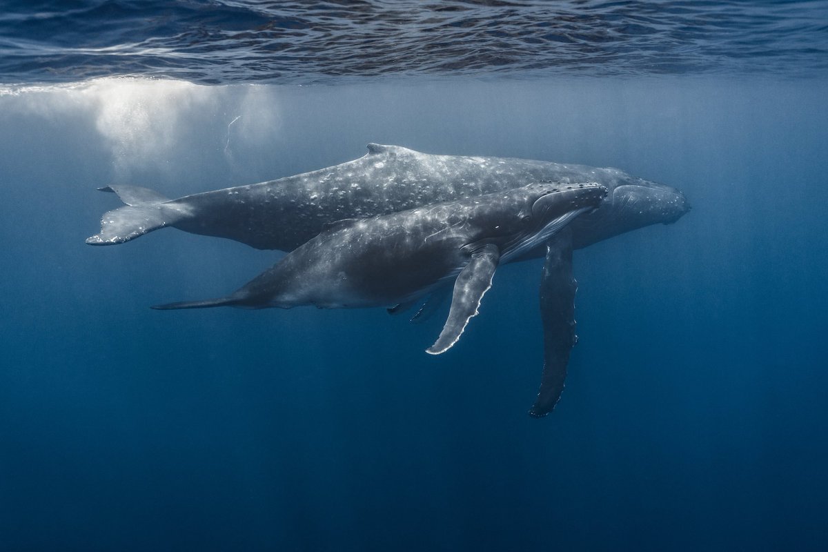 Don’t mind me, just posting the daily required amount of whales on Twitter.