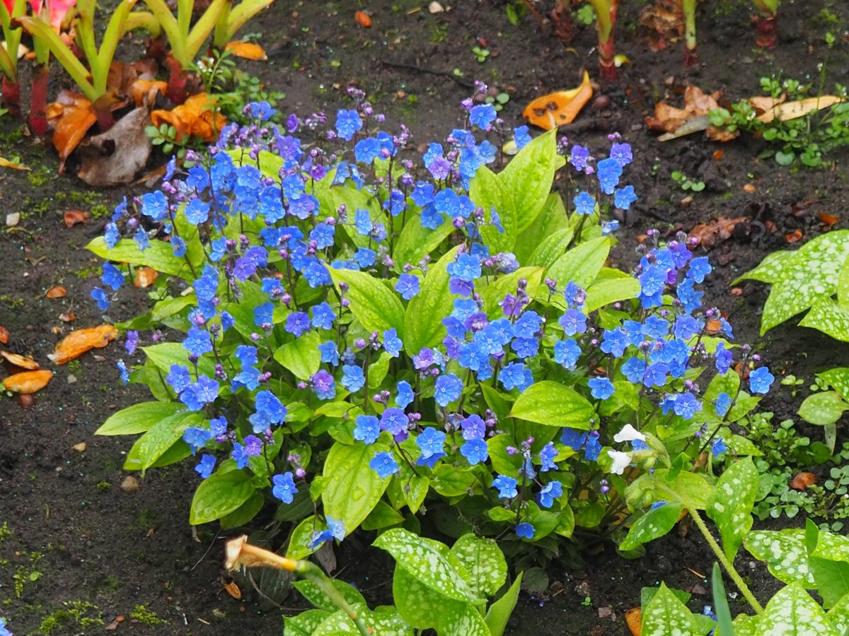 Omphalodes verna.  Another shade lover with forget-me-not type flowers like the Brunnera.
