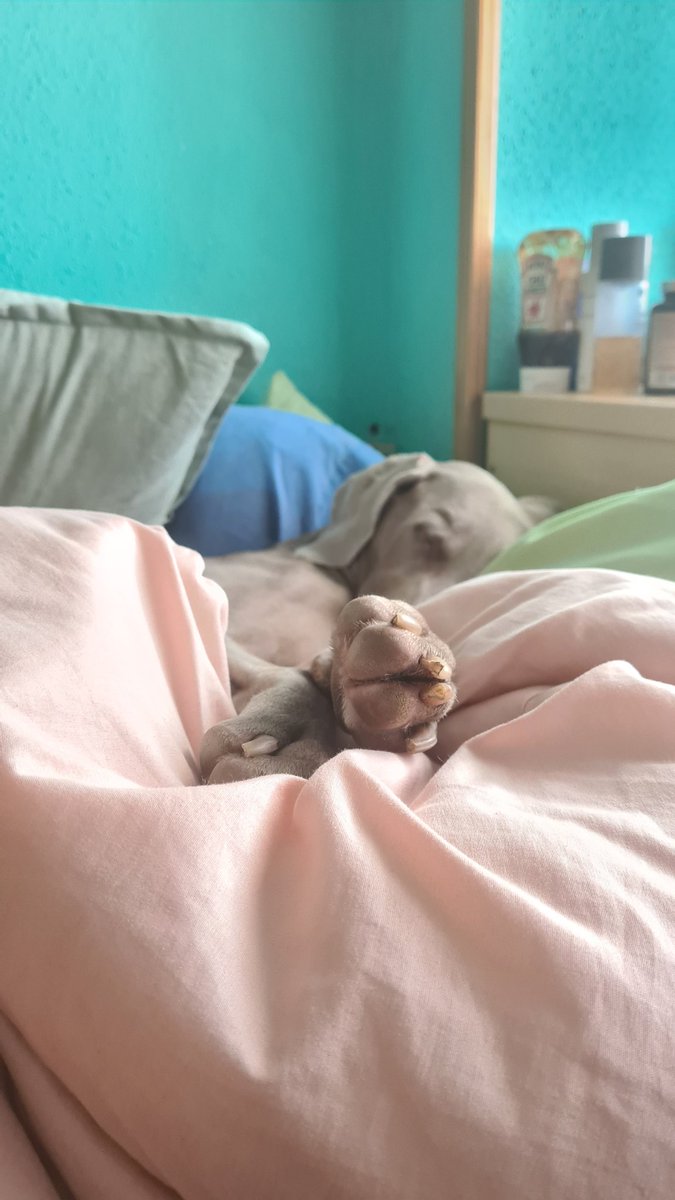 AdeliadAnjou's tweet photo. Y me siento tan jodidamente mal y culpable por la situacion que he intentado tomarme muchas pastillas  porque no aguanto el pensar que por mis decisiones de confiar en este hospital HV Vetsia he fallado a lo que más queria del mundo. Quiero desaparecer. https://t.co/6g3kBGNslL