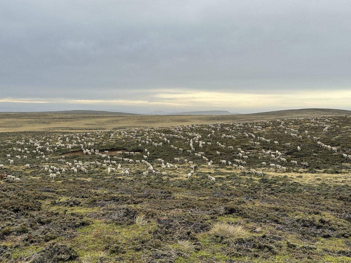 1.200 wethers heading to the coast for the winter #sheep365