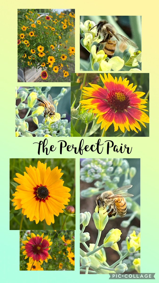 Stopped by the <a href="/LakesideCoppell/">LakesideCoppell</a> garden today. I stood quiet and still to get these shots of pollinators enjoying our flowers. Their favorites are the bolted broccoli flowers! <a href="/CISDFarmerLarry/">Farmer Larry</a> #lakeside2223