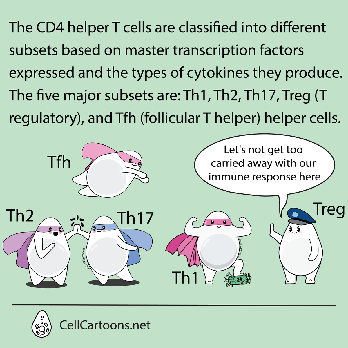 aniux_yvr's tweet photo. Next one in the ABCs of immunology. H is for "Helper T Cell". CD4+ T cells that are important coordinators of the immune response, they release cytokines that activate other immune cells, such as B cells and cytotoxic T cell. #CellCartoons #Tcell #Bcell #sciart #immunology https://t.co/Xkrs7A20Vt