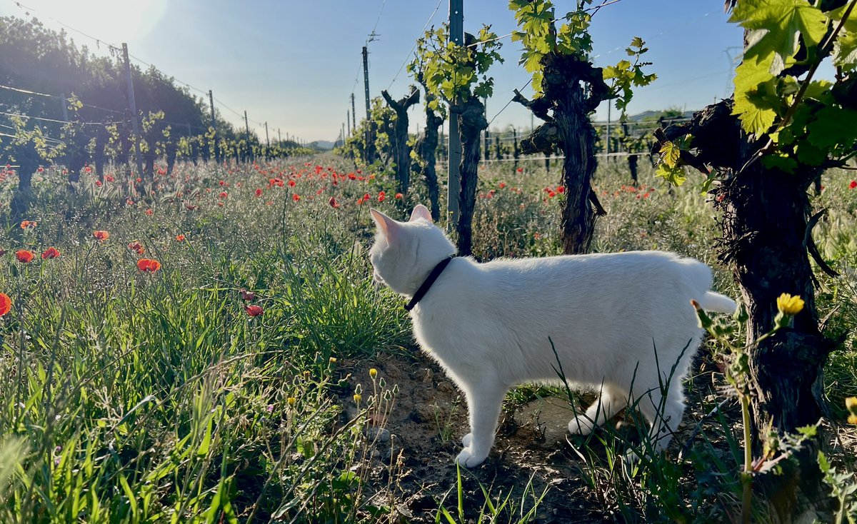 11200chlb's tweet photo. Ravie d’avoir décroché 3 nouvelles médailles 🥇 @TerredeVins 2023!  IGP AOP sont récompensés pour leur grande qualité! @aoccorbieres @audetourisme @vi_aude #corbieres #cavisite #sommelier #conversionbio #languedoc https://t.co/FFNZRxunPc