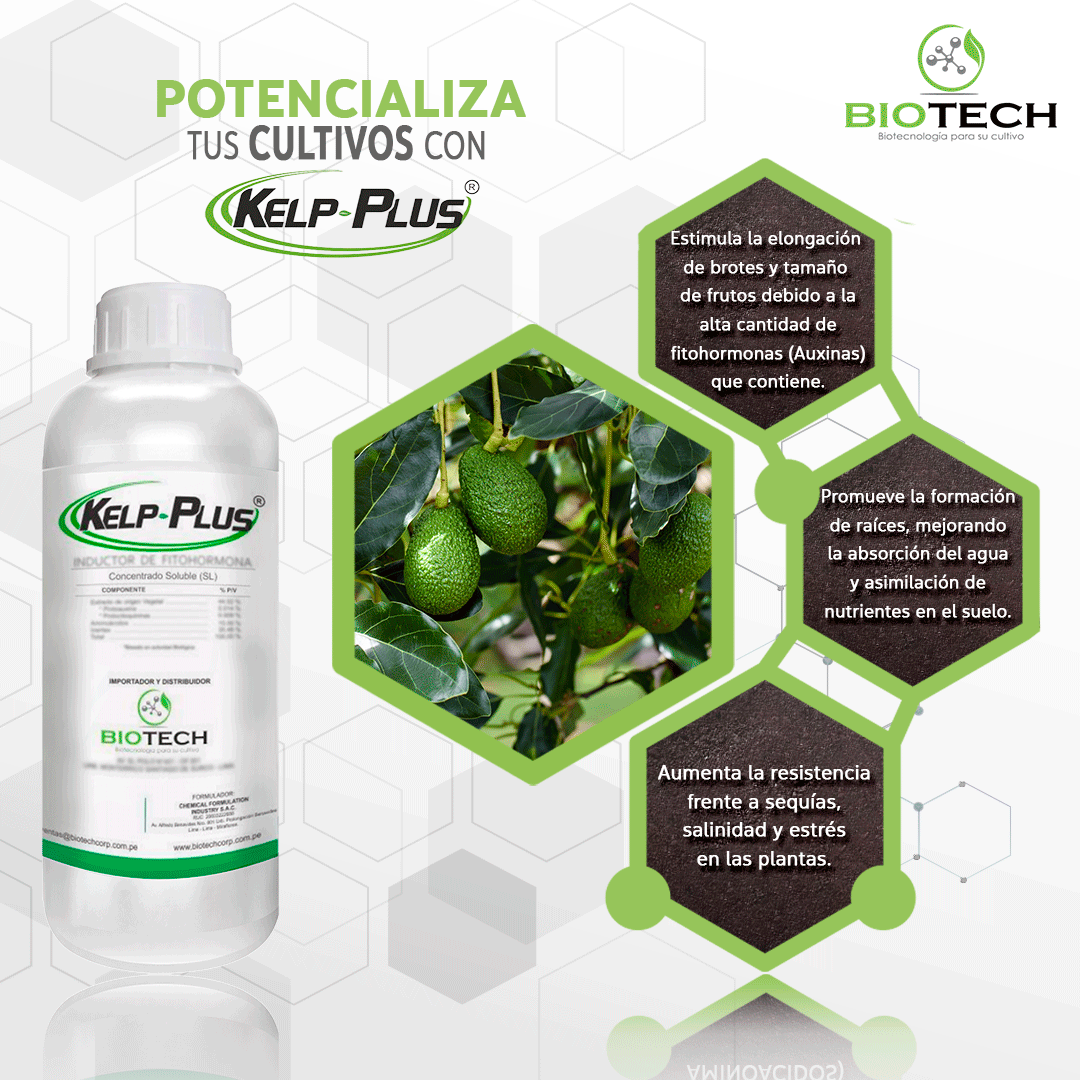 📷📷 ¡Potencia tu producción con Kelp Plus! 📷 Nuestro bioestimulante es la clave para maximizar tus resultados.

#Agricultura #Bioestimulantes #Biocontrol #Biotecnologia #AgriculturaNatural #Desarrollosostenible #Investigacion