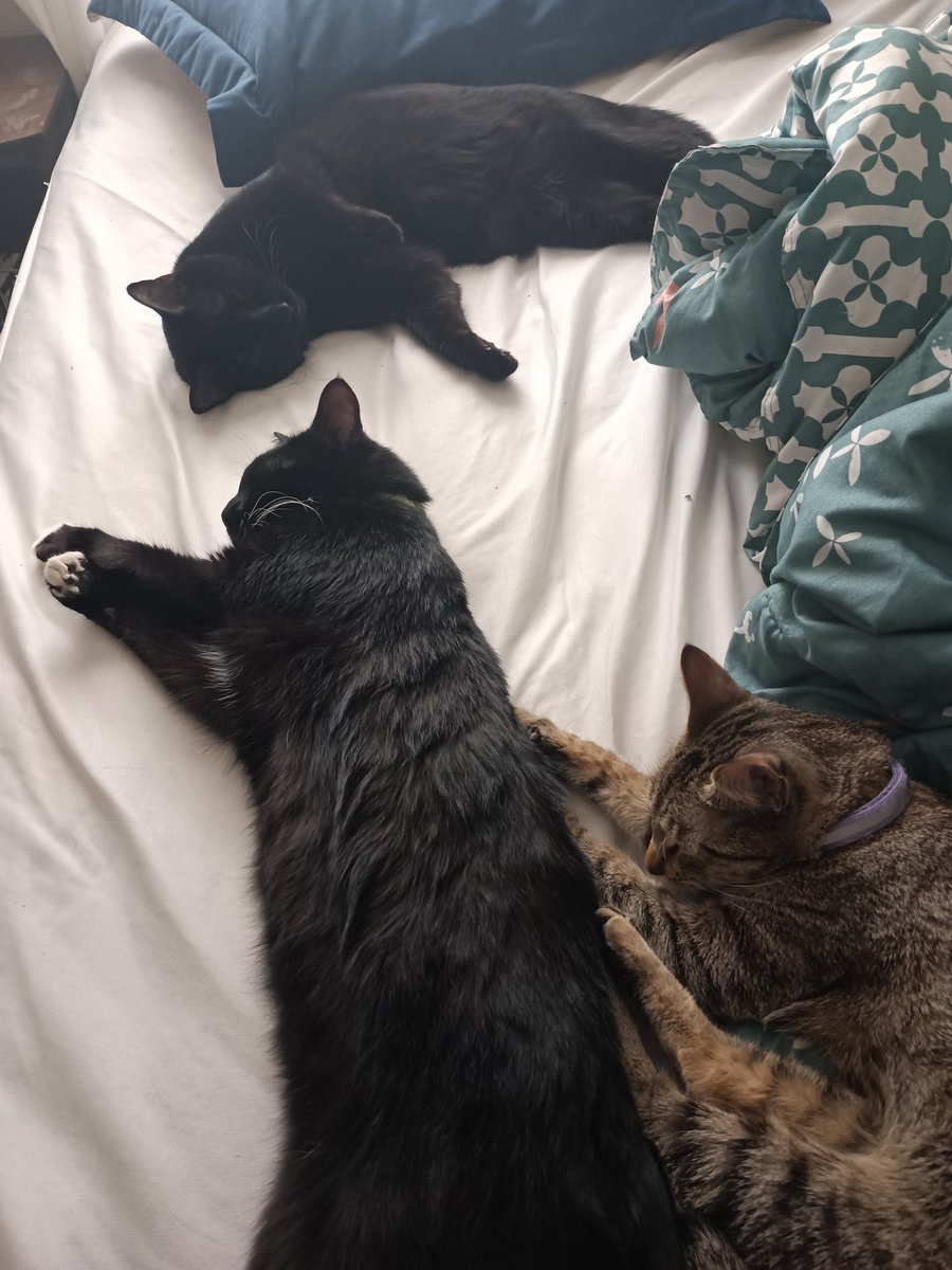 SciFiMombie's tweet image. Hi! You&apos;ve reached the security office @SciFiMombie. We&apos;re napping right now but leave a message after the &quot;meow&quot;!
🤣🤣🤣🤣🤣🤣🤣🤣🤣🤣🤣🤣🤣
#Whatsecurity #SciFiMombie