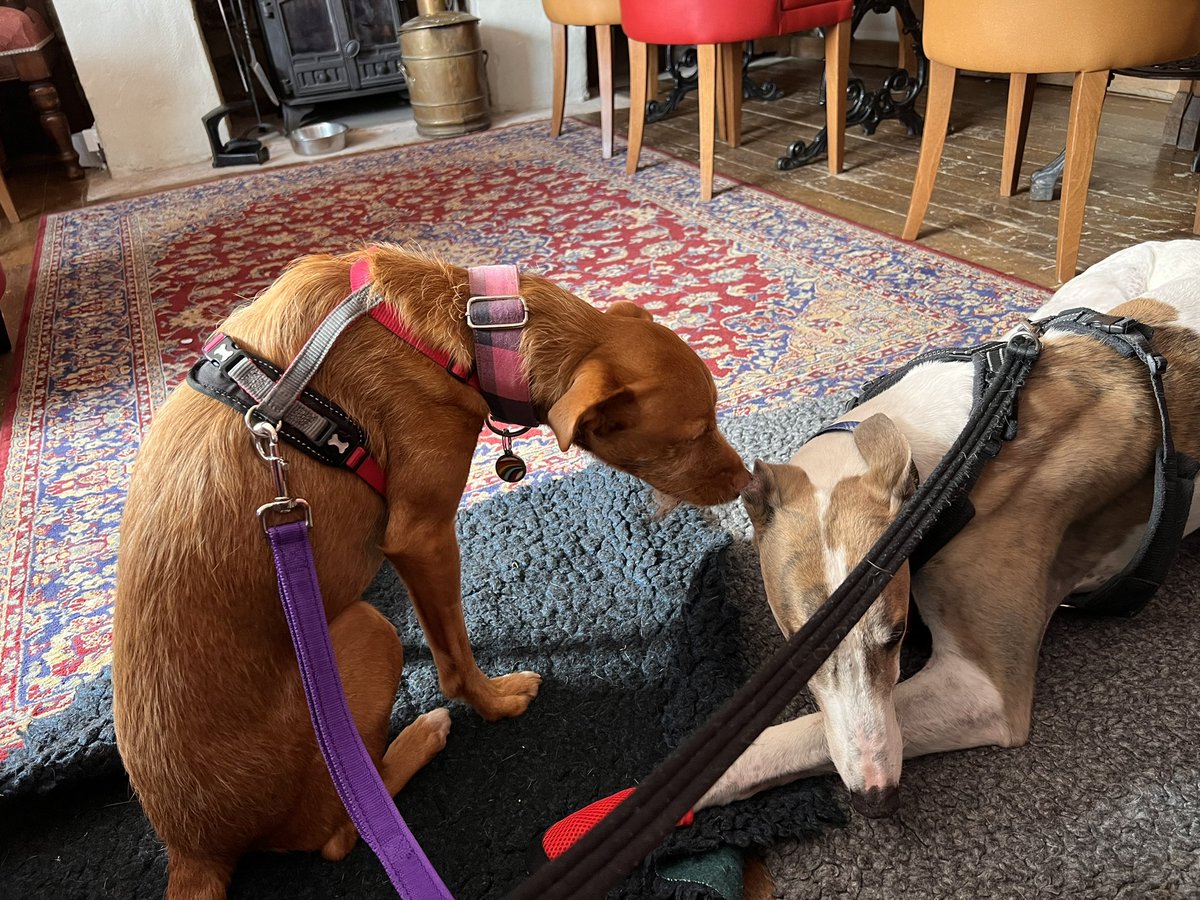 I do love my Rudy <a href="/blackhound01/">Rudy & Ivy</a>  ❤️❤️🐕 <a href="/deafiedog/">Deafie</a> doesn’t get jealous