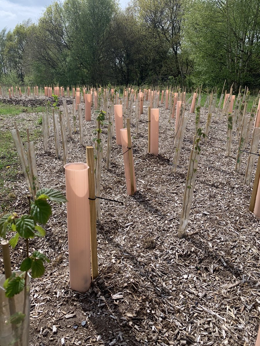 whsforestschool's tweet photo. Lovely little visit to our Tiny Forest to do the Biodiversity Tile Survey 
Trees growing nicely, insects running around and not many weeds!! @Earthwatch_Eur @1975 @WParentpartners @wilmslowhigh #survey #biodiversity #tinyforest https://t.co/VWgOyYdENH