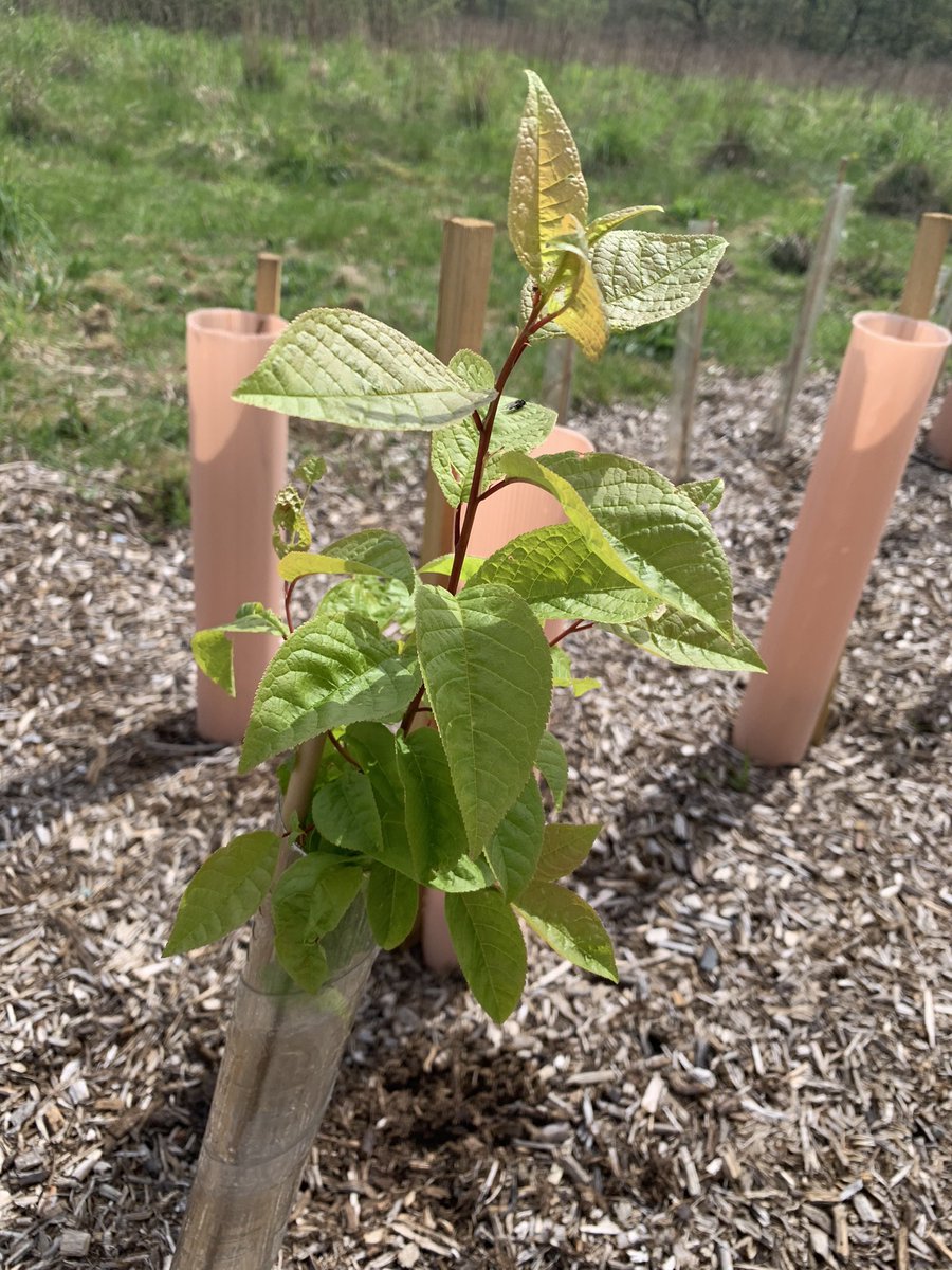 whsforestschool's tweet photo. Lovely little visit to our Tiny Forest to do the Biodiversity Tile Survey 
Trees growing nicely, insects running around and not many weeds!! @Earthwatch_Eur @1975 @WParentpartners @wilmslowhigh #survey #biodiversity #tinyforest https://t.co/VWgOyYdENH