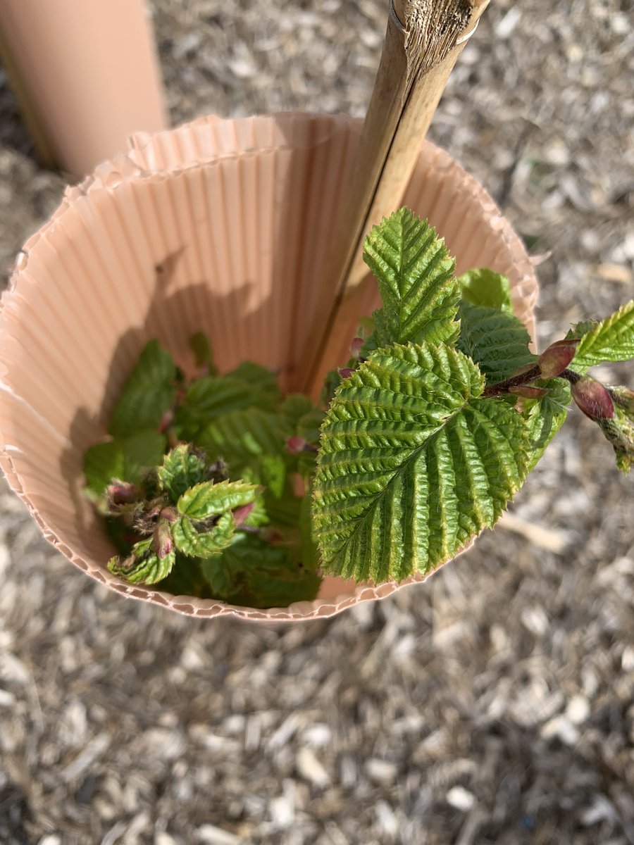 Lovely little visit to our Tiny Forest to do the Biodiversity Tile Survey 
Trees growing nicely, insects running around and not many weeds!! @Earthwatch_Eur @1975 @WParentpartners @wilmslowhigh #survey #biodiversity #tinyforest