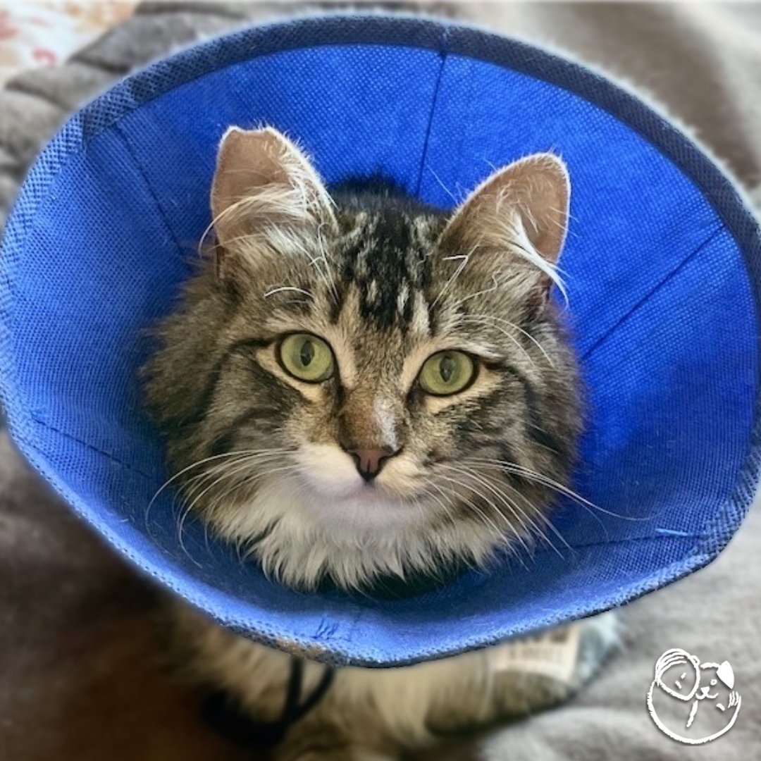 peace_rescue's tweet photo. This week’s #HelpingPaw goes to Kutsi 😽! She sustained a major back injury that required surgery. As her guardian couldn't cover the costs, we stepped in to help out through out Helping Paw Program. Kutsi is recovering from her surgery and on the road to a comfier life! https://t.co/2uRHNKk4jL