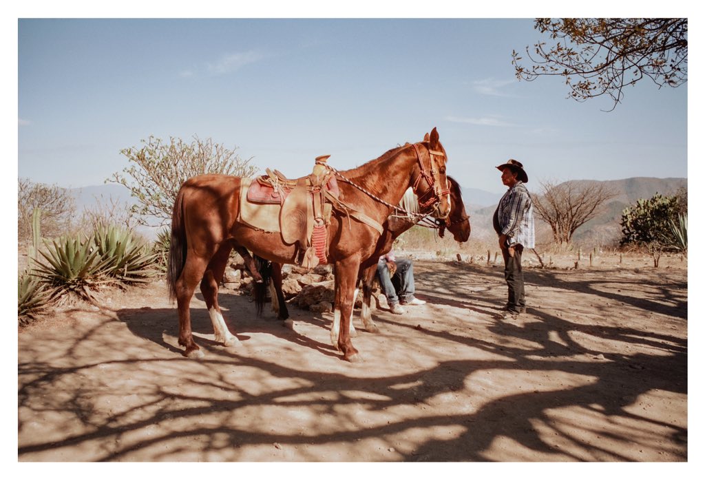 joe greer tweet media