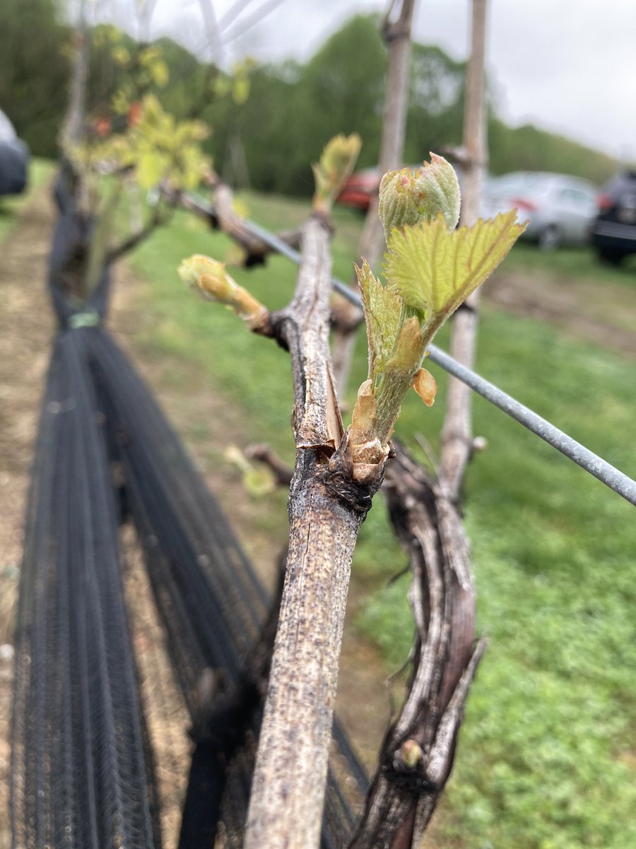 Growing Wine 🍷🥰