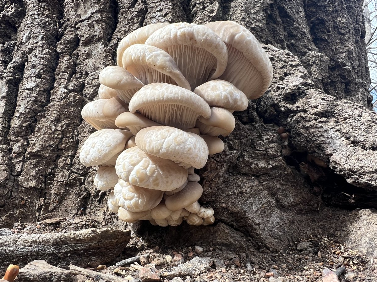cobiofactory's tweet photo. Colorado is finally settling into spring temperatures!🌸

At Colorado Biofactory we maintain a culture collection of diverse mushroom species (wild and commercial). Here is an oyster mushroom we found near our lab today.🍄

#mushrooms #biotechnology #agriculture #foraging #hiring https://t.co/4JrrxYJWi9