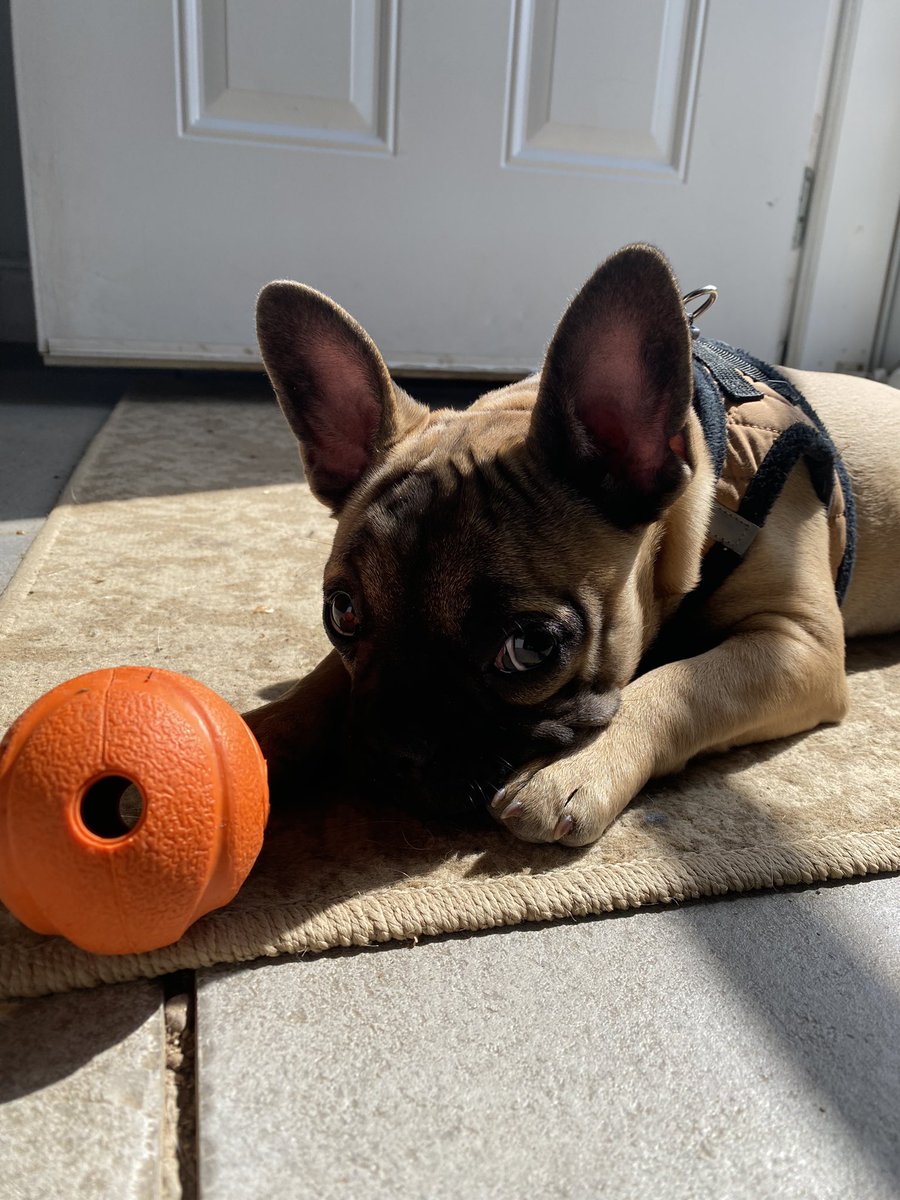 GidgetsThinks's tweet photo. Dis ball broke. It no bounce. Please send helps
@Dogsoftwiter @DogsofInstagram @dogsofinsta https://t.co/Y8vCc24lOq