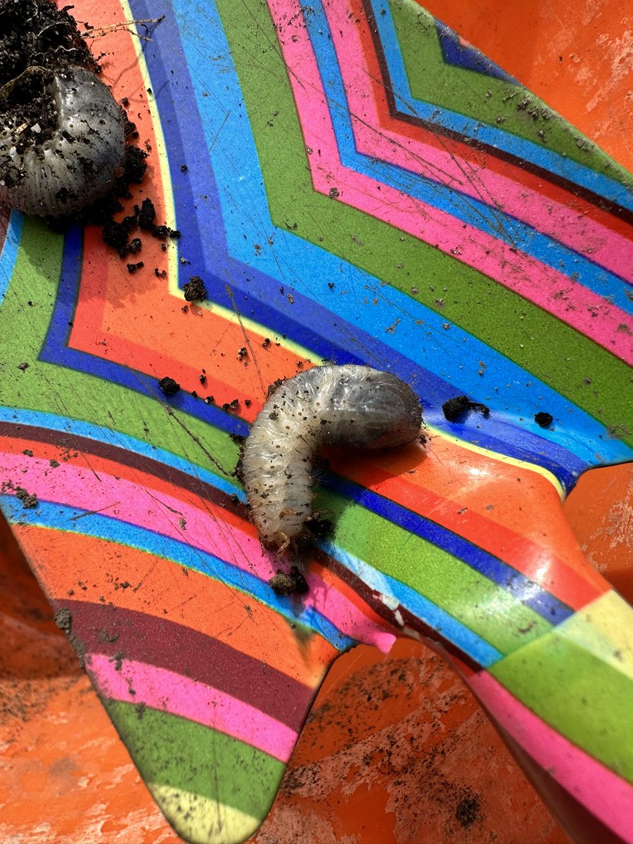 coops_artist's tweet photo. Anyone know what this great big pupae is? Found a cluster of 6 in a garden pot with a dead gooseberry bush. #entomology #bugs #whatisthis #rhs #englishgarden https://t.co/yOXLHYUAIA
