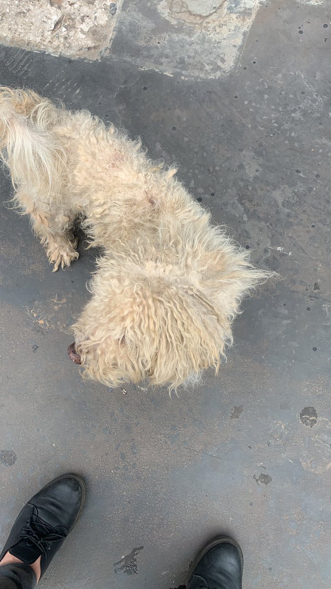 LaauBco's tweet photo. Hola!
Encontré este perro hace 1 hora en zona multiplaza, sin collar super descuidado pero excesivamente bueno, lo que me hace pensar que podría tener familia que le esté buscando 😭
Ya esta en la vete para análisis, baño y corte pero no puedo tenerle así que agradecería el RT!🥺 https://t.co/DzDZPucern