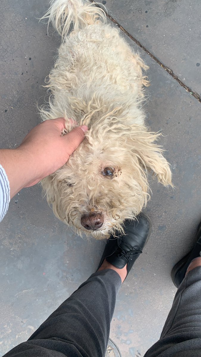 LaauBco's tweet photo. Hola!
Encontré este perro hace 1 hora en zona multiplaza, sin collar super descuidado pero excesivamente bueno, lo que me hace pensar que podría tener familia que le esté buscando 😭
Ya esta en la vete para análisis, baño y corte pero no puedo tenerle así que agradecería el RT!🥺 https://t.co/DzDZPucern
