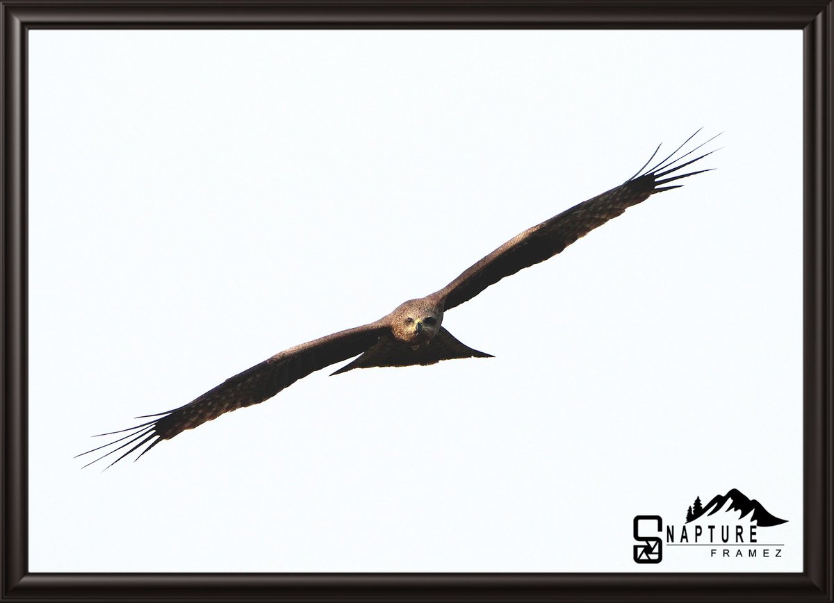 Black Kite (Milvus migrans)

#kite
#blackkite
#kitebird
#milvusmigrans
#kitephotography
#cutebird
#birdsofindia
#nature
#bird
#birdphotography
#birdsofindia
#naturephotography
#heavenonearth
#naturelovers
#travellers
#photograhers
#natgeo 
#canonindiaphotography
#canonphotography