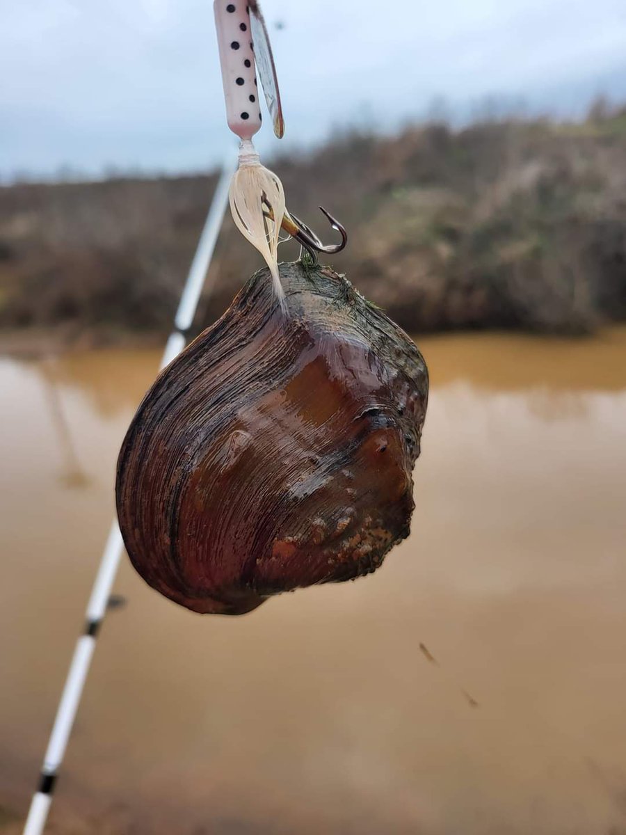 RickTxViking's tweet image. Name another human being who has caught a clam on rod and reel in the middle of Arkansas. On a roostertail at that. 

@ARGameandFish I would like to apply for state record! Lol 

#fishing #Arkansas #rodandreel #staterecord #roostertail #clam